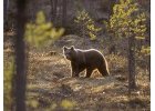 Begegnungen mit Bären image