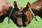 Glückliche Kühe beim Weideaustrieb in Südschweden image