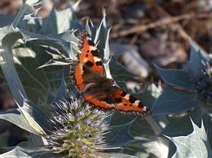 Schmetterling