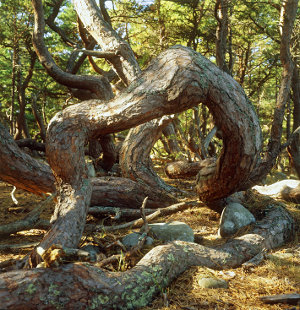 Trollskogen