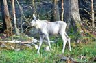 Der kleine weisse Elch von Grönåsen image